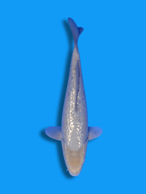 Ginrin Soragoi | Koi&Co.